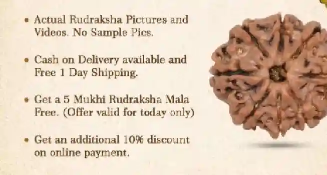 Eight (8) Mukhi Rudraksha