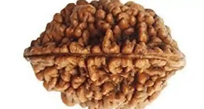 Eight (8) Mukhi Rudraksha0