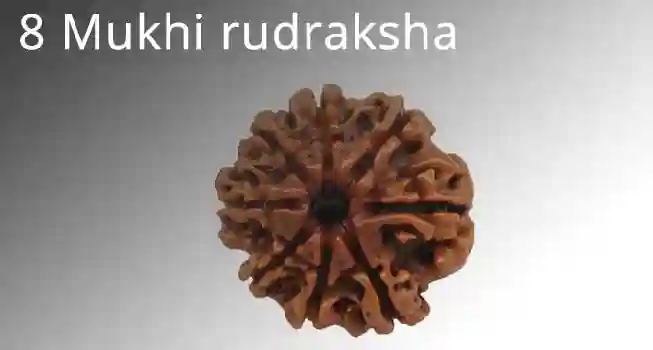 Eight (8) Mukhi Rudraksha01