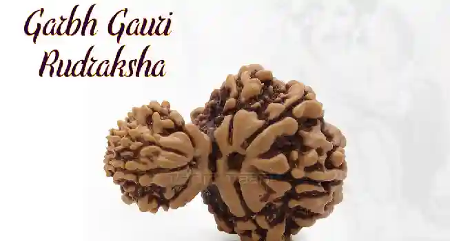 Eight (8) Mukhi Rudraksha02