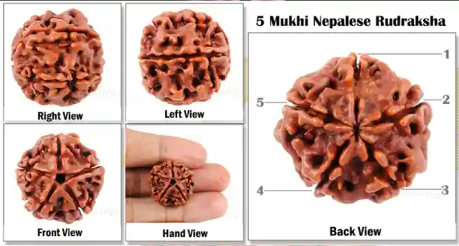 Five (5) Mukhi Rudraksha