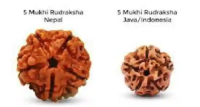 Five (5) Mukhi Rudraksha01