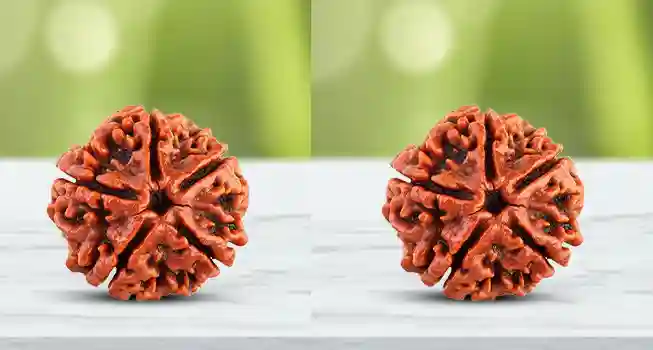 Five (5) Mukhi Rudraksha02