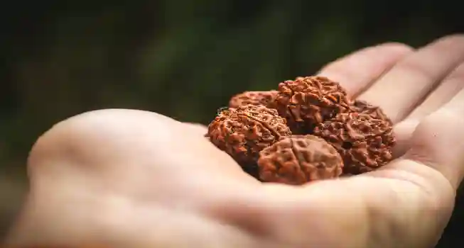 Five (5) Mukhi Rudraksha03