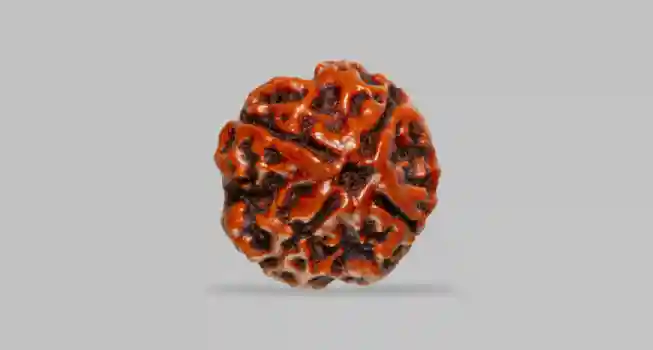 Four (4) Mukhi Rudraksha 02