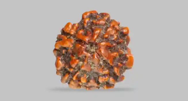 Four (4) Mukhi Rudraksha01