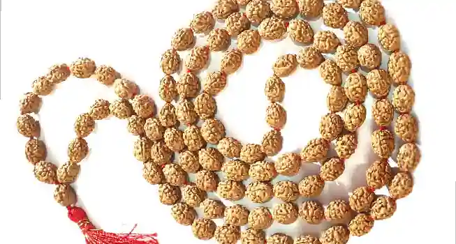 Four (4) Mukhi Rudraksha04