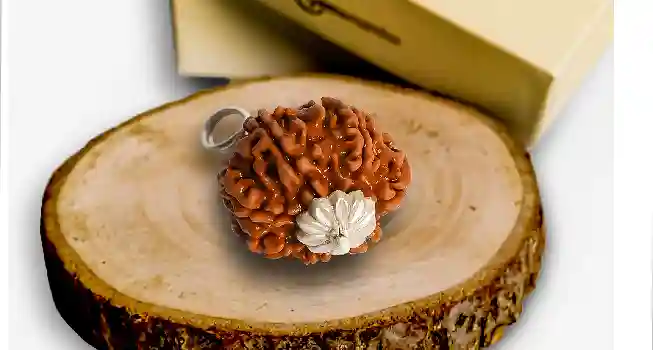 Seven (7) Mukhi Rudraksha