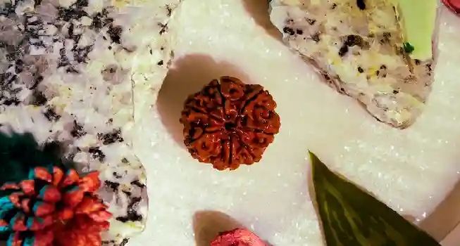 Seven (7) Mukhi Rudraksha01