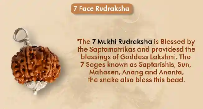 Seven (7) Mukhi Rudraksha02