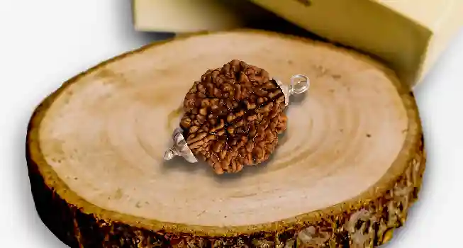 Two (2) Mukhi Rudraksha