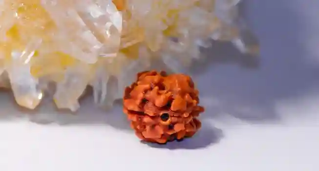 Two (2) Mukhi Rudraksha01