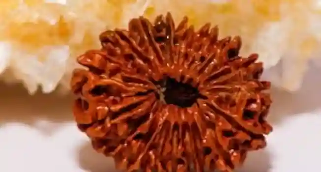 Two (2) Mukhi Rudraksha02