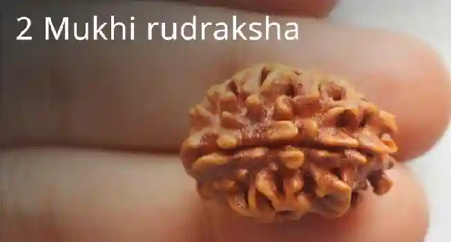 Two (2) Mukhi Rudraksha03